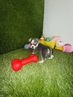 Prince  Blue Eyes, a male Chihuahua for sale in Houston, TX – 5 of 10