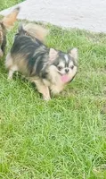 Kilo , a male Chihuahua for sale in Houston, TX – 3 of 8
