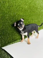 Paisley Teacup sz., a female Chihuahua for sale in Houston, TX – 7 of 10