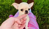 Buttercup Small Apple head , a female Chihuahua for sale in Houston, TX – 2 of 10