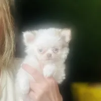 Puppy Cakes, a male Chihuahua for sale in Houston, TX – Photo 10 of 10