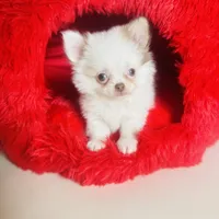 Puppy Cakes, a male Chihuahua for sale in Houston, TX – Photo 7 of 10