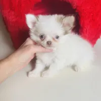 Puppy Cakes, a male Chihuahua for sale in Houston, TX – Photo 6 of 10