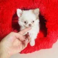 Puppy Cakes, a male Chihuahua for sale in Houston, TX – Photo 1 of 10
