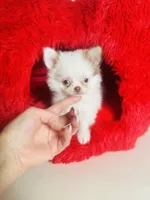 processed/d04018d9-b56d-442c-a28d-34e6acbf197e/listing/4b85fa40-fad0-40b6-829a-c403dc8c9c05/519a2e54-6582-49ea-9da9-9c8ae56a6200