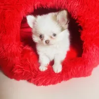 Puppy Cakes, a male Chihuahua for sale in Houston, TX – Photo 3 of 10