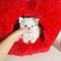 Puppy Cakes, a male Chihuahua for sale in Houston, TX – Photo 9 of 10