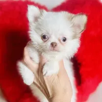 Puppy Cakes, a male Chihuahua for sale in Houston, TX – Photo 5 of 10