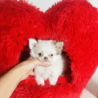 Puppy Cakes, a male Chihuahua for sale in Houston, TX – Photo 8 of 10