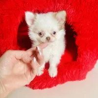 Puppy Cakes, a male Chihuahua for sale in Houston, TX – Photo 4 of 10