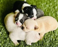 Buttercup Teacup Small Apple head , a female Chihuahua for sale in Houston, TX – 4 of 9