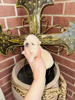 Buttercup Teacup Small Apple head , a female Chihuahua for sale in Houston, TX – 6 of 9