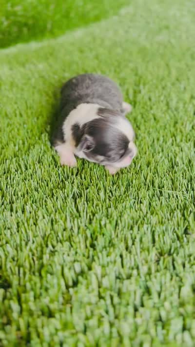 Teacup Rain Drop , a female Chihuahua for sale in Houston, TX – 10 of 10