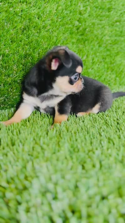 Crush , a male Chihuahua for sale in Houston, TX – 10 of 10