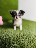 Zoe, a female Chihuahua for sale in Houston, TX – 2 of 10