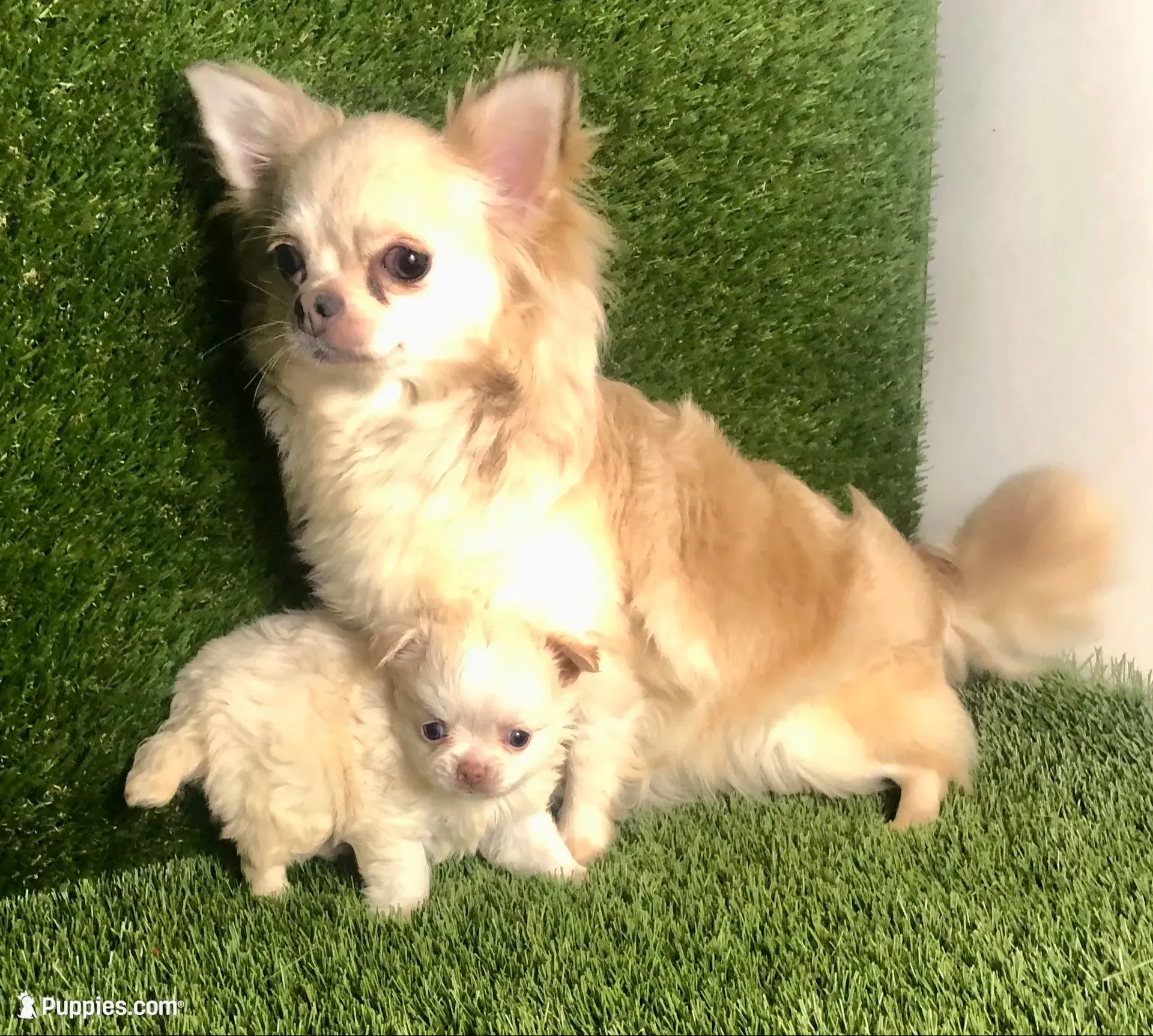 Teacup Tiny sz. Cloud NINE pics 10/27/26., a male Chihuahua for sale in Houston, TX – 3 of 9