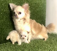 Cloud NINE , a male Chihuahua for sale in Houston, TX – 6 of 10