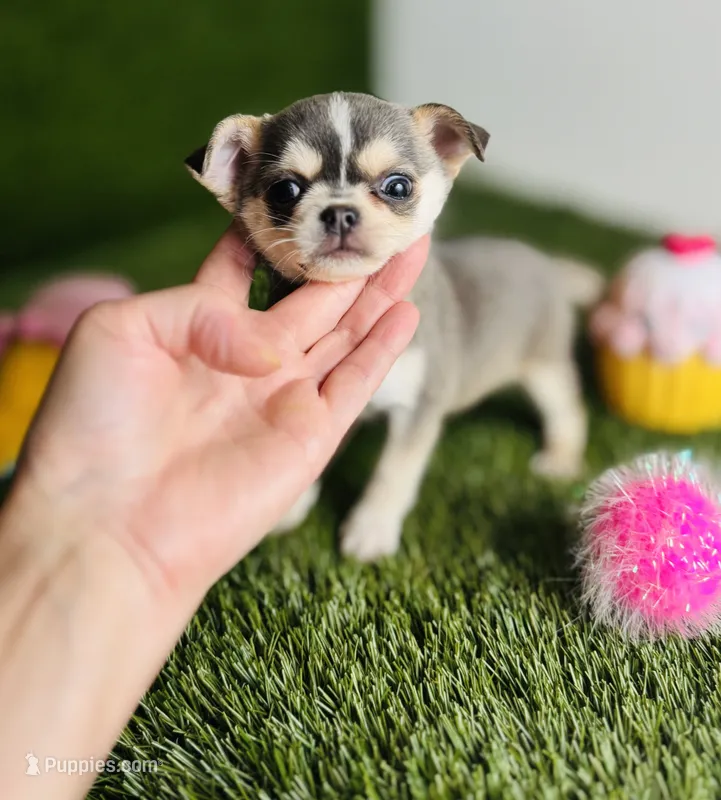 AKC PEBBLES – Chihuahua puppy for sale in Houston, TX