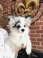 Rain Bow , a male Pomeranian for sale in Houston, TX – 1 of 9