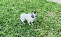 Rain Bow , a male Pomeranian for sale in Houston, TX – 7 of 9