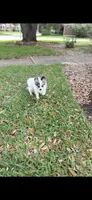 Rain Bow , a male Pomeranian for sale in Houston, TX – 8 of 9