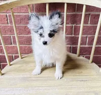 Rain Bow , a male Pomeranian for sale in Houston, TX – 2 of 9