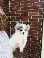 Rain Bow , a male Pomeranian for sale in Houston, TX – 5 of 9