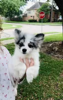 Rain Bow , a male Pomeranian for sale in Houston, TX – 6 of 9