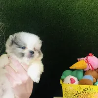 Rain Bow , a male Pomeranian for sale in Houston, TX – Photo 1 of 4