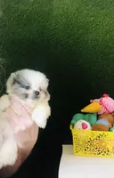 Rain Bow , a male Pomeranian for sale in Houston, TX – Photo 1 of 4