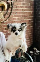 Rain Bow , a male Pomeranian for sale in Houston, TX – 4 of 9