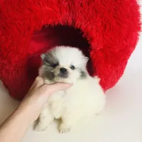 Rain Bow , a male Pomeranian for sale in Houston, TX – Photo 3 of 4