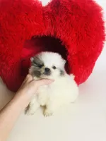 Rain Bow , a male Pomeranian for sale in Houston, TX – Photo 3 of 4