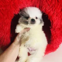 Rain Bow , a male Pomeranian for sale in Houston, TX – Photo 4 of 4