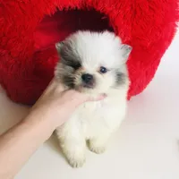 Rain Bow , a male Pomeranian for sale in Houston, TX – Photo 2 of 4