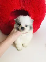 Rain Bow , a male Pomeranian for sale in Houston, TX – Photo 2 of 4