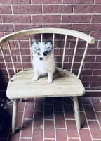 Rain Bow , a male Pomeranian for sale in Houston, TX – 3 of 9