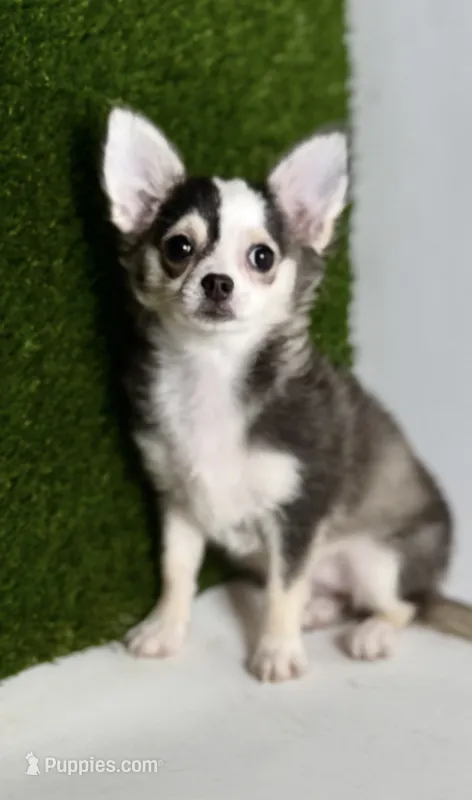 Libby Lou  – Chihuahua puppy for sale in Houston, TX