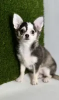 Libby Lou , a female Chihuahua for sale in Houston, TX – 1 of 10
