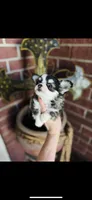 Birkin , a female Chihuahua for sale in Houston, TX – 7 of 10