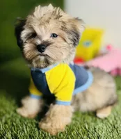 Teddy (chocolate merle).  Blue Eyes , a male Maltese and Poodle - Toy  for sale in Houston, TX – 6 of 10