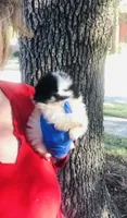 Unique Phantom  OMG LOOK Micro Teacup, a female Pomeranian for sale in Houston, TX – 3 of 8