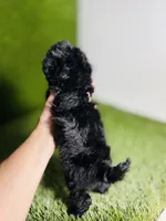 Velvet , a female Poodle - Toy  for sale in Houston, TX – 8 of 10