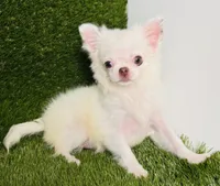 DASH  *NEW video updated 6/19/26, a female Chihuahua for sale in Houston, TX – 9 of 10