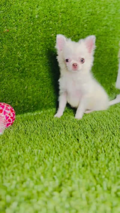 DASH  *NEW video updated 6/19/26, a female Chihuahua for sale in Houston, TX – 10 of 10
