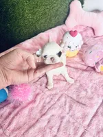 Dottie , a female Chihuahua for sale in Houston, TX – Photo 6 of 10