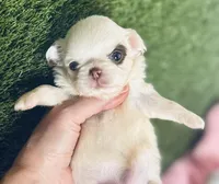 Dottie , a female Chihuahua for sale in Houston, TX – Photo 7 of 10