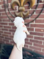 Dottie , a female Chihuahua for sale in Houston, TX – Photo 2 of 10