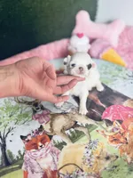 Dottie , a female Chihuahua for sale in Houston, TX – Photo 3 of 10