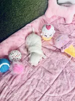 Dottie , a female Chihuahua for sale in Houston, TX – Photo 5 of 10